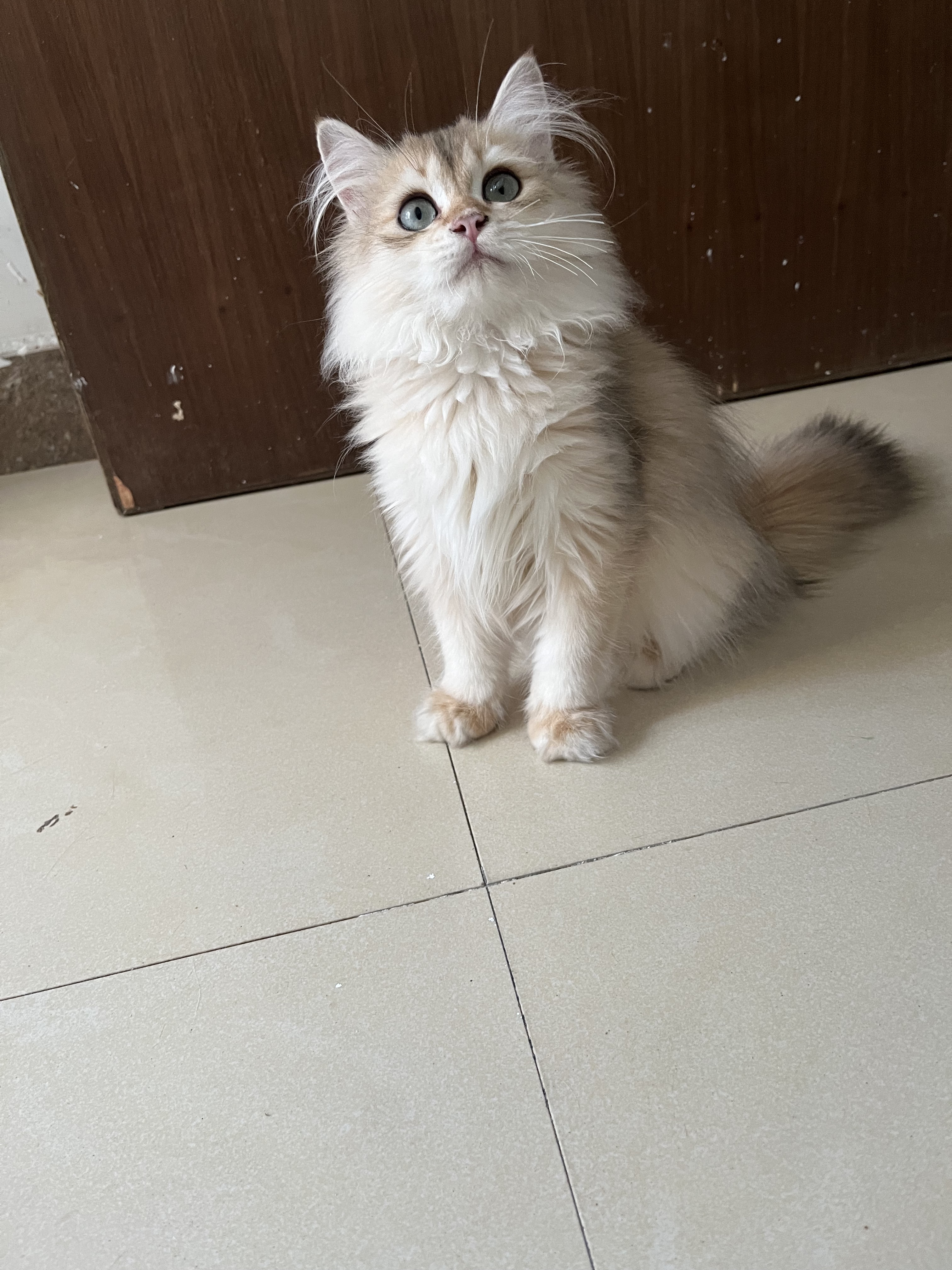 长毛金渐层英国长毛猫